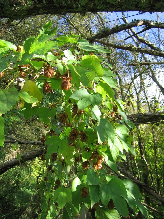 Humulus lupulus